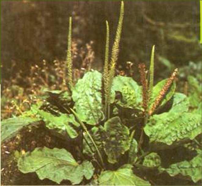 ovatum) (Hypericum
