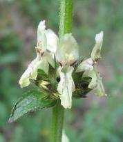 (Stachys recta)