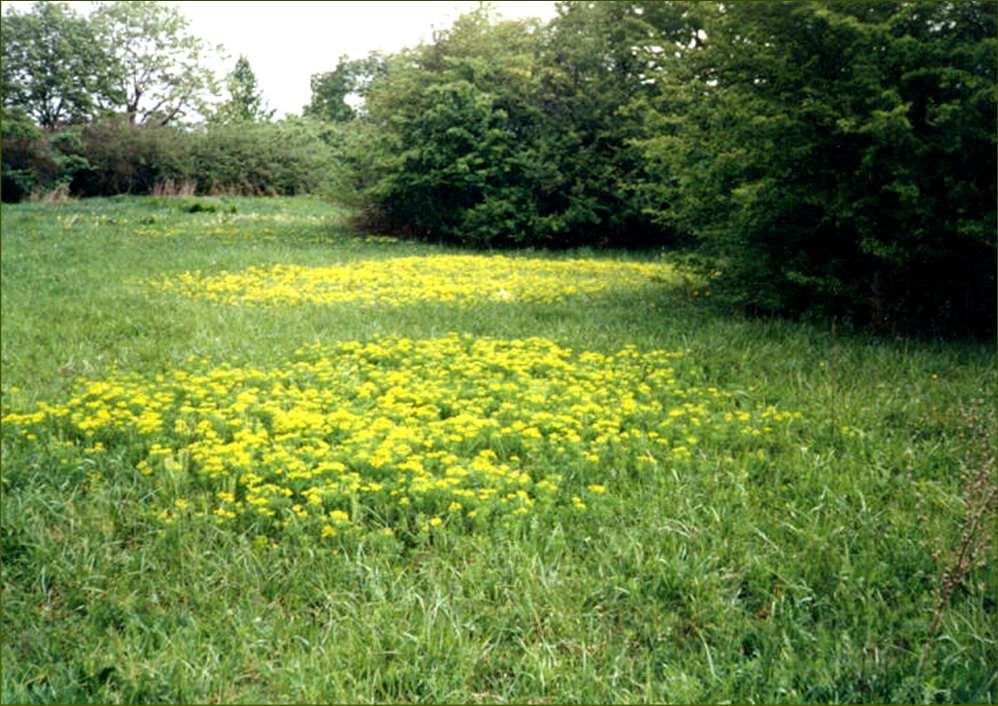 Mocsárrét (pl.