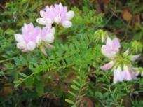 (Achillea collina)