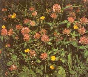officinale)