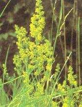 vulgaris)
