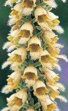 (Digitalis lanata)