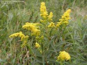 alternifolium)