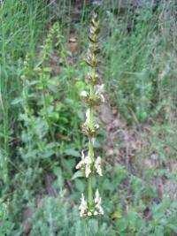 tisztesfű (Stachys recta)