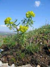 Changes in plant communities along soil pollution gradients: responses of leaf antioxidant enzyme activities and