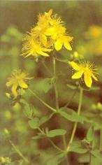 (Filipendula