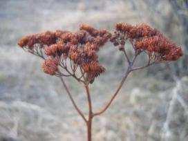 (Hypericum