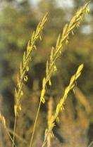 Ability of cold-tolerant plants to grow in hydrocarbon-contaminated soil (Robson et al.