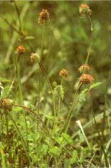 megkötés, biomassza Soluble inorganic tissue phosphorus and calcicole-calcifuge behaviour of plants (Zohlen et al. 2003, Ann.