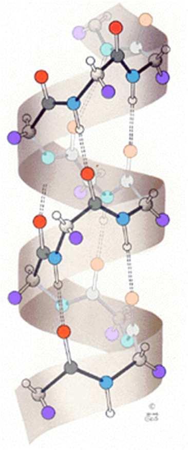 Hidrogénkötés víz peptidek DNS: bázispárok Klasszikus H-kötés feltételei: Nagy elektronegativitású atomhoz