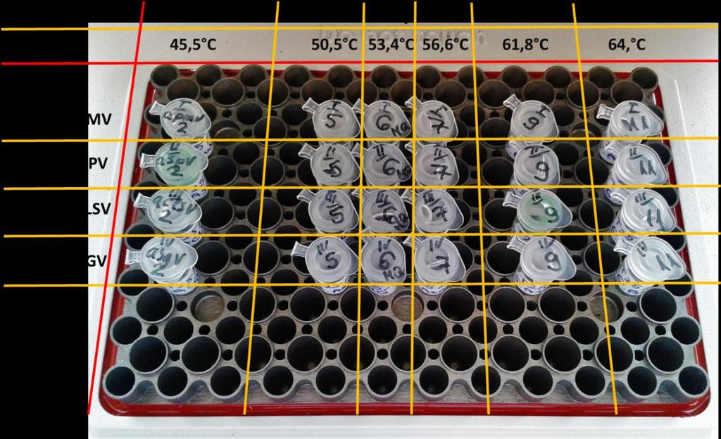 3.5. Alma cdns pool A különböző ültetvényekről szedett 10 fajta alma mindegyikének 10-szeresére hígított cdns-éből 3-3 µl-t összemértem, így összesen 30 µl 10-szer híg Alma cdns Pool-t kaptam. 3.6.