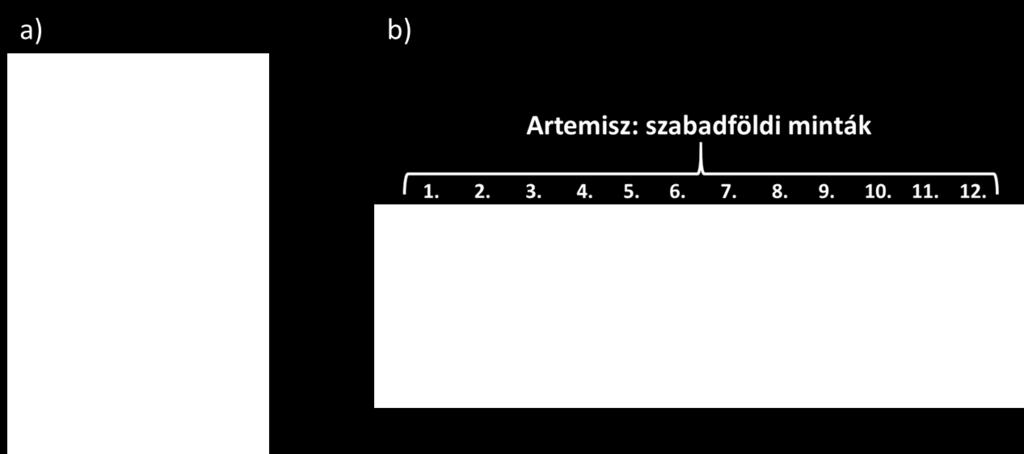 optimalizálva. Ezt a módosított protokollt használtam saját alma mintáim RNS tisztításakor is és ahogy az ábrán is látható, hasonlóan jól működik akár alma, akár szőlő mintán (15. ábra).