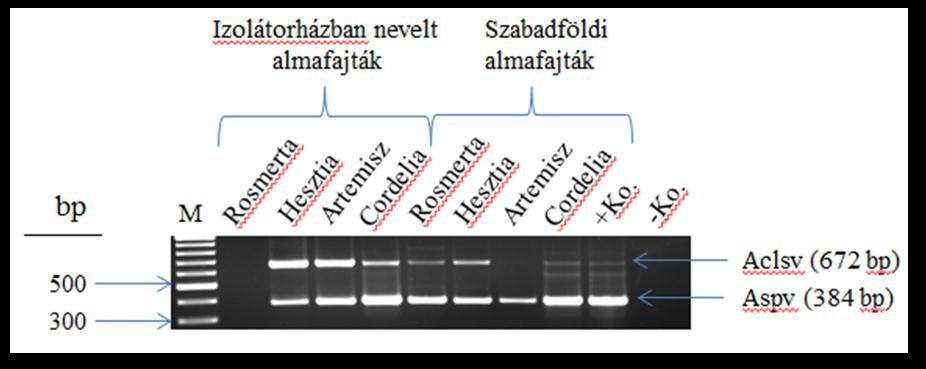 méretben jelennek meg egyéb fragmentek is, legyen szó szimplex-, duplex-, vagy tetraplex- PCR-ről.