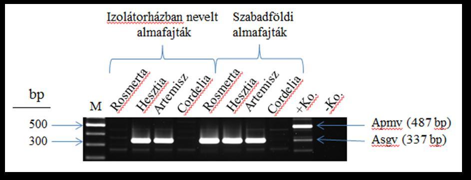 20. ábra Duplex-PCR az APMV (487 bp) és ASGV (337 bp) vírusokra, az izolátorházban nevelt és szabadföldi fajtajelölt almamintákon.