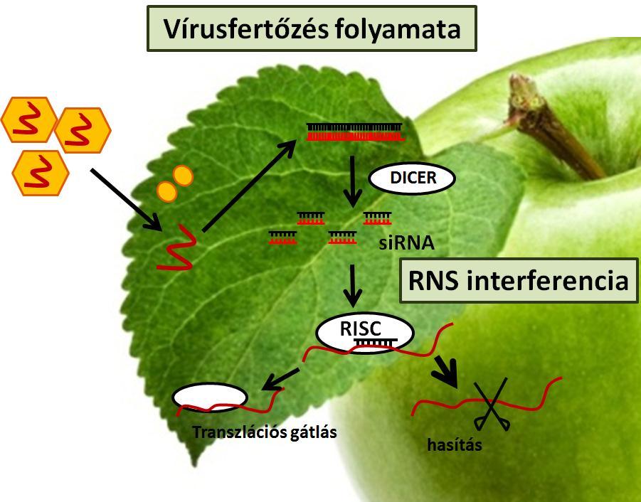 1. ábra RNS interferencia folyamata a növényben Az almafákat számos vírus fertőzi, melyek legsúlyosabb tünetei- a gyümölcsök deformálódása, a terméshozam, illetve a termés méretének csökkenése,