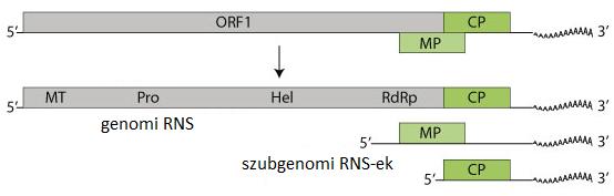 A vírus szubgenomi RNS-éről transzlálódnak a köpenyfehérjék és mozgási fehérjék, melyekből újabb, fertőzőképes víruspartikulumok szerelődnek össze (Internetes források, 1. hivatkozás). 3.