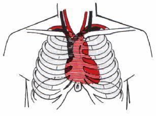 SZÍV - COR a mellüregben, a két tüdő közt, a rekeszizom inas területén Kúp alakú szerv, kb.