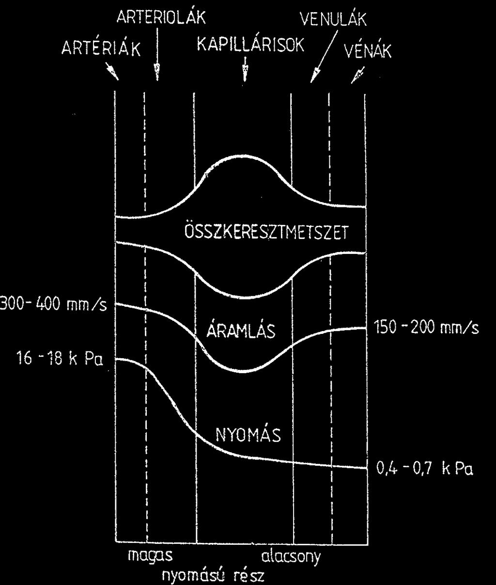 vérkör 25 % Szív 10 % Nagynyomású rendszerben 10 % (nagyvérköri