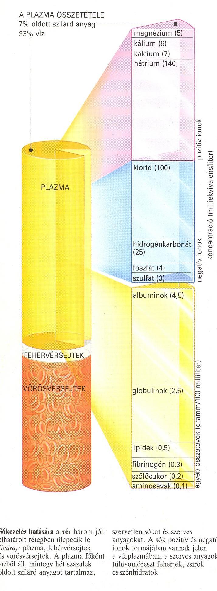 Vér összetétele Vérplazma (55%) Víz (93%) Ionok: Na +, K +, Ca 2+,HCO 3-, PO 4 3- Molekulák: glükóz, zsírsavak, karbamid, húgysav, aminosavak, plazmafehérjék, albuminok,