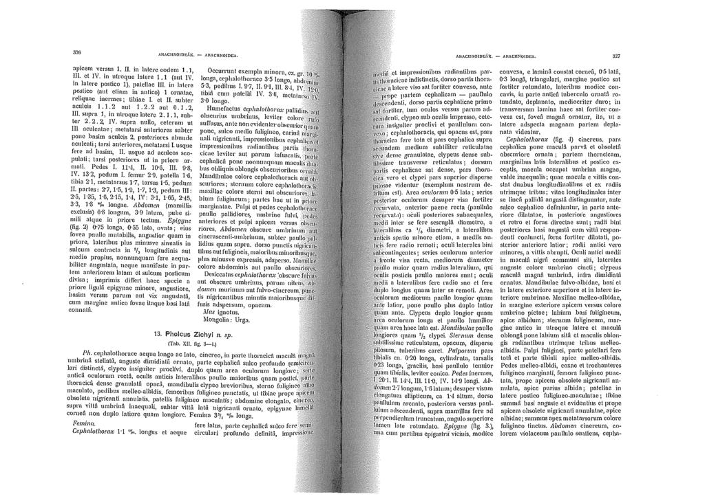 320 Al\ACllNOIDE,\.1':. ~ AHACUNOJDE,\. apicem versus 1, Il in Intere codem 1. 1, III. el IV. in ntroque Intere 1.1 (aut IV. in la!