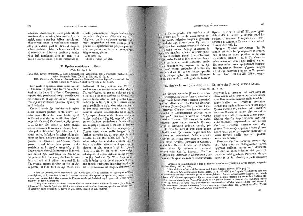,\\1,\CllNOJOH.I.l\. - AIIACliNOlUEA. 32!1 Sy11..- 3.). Epeira ventricosa L. Koc11. (T ab. XU.!ìg. Ci- S.) Iothoracc obscurius, in dorsi pnrtc Iihrutiì.