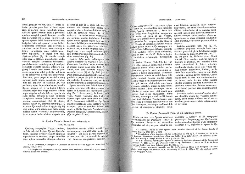 330 Al\ACIINOIJ)[ò,\,1\. -,\1\,\CIINOIDEA.,\l\ACIINOIDEAH:. - Al\o\Cl!NOIUEA.