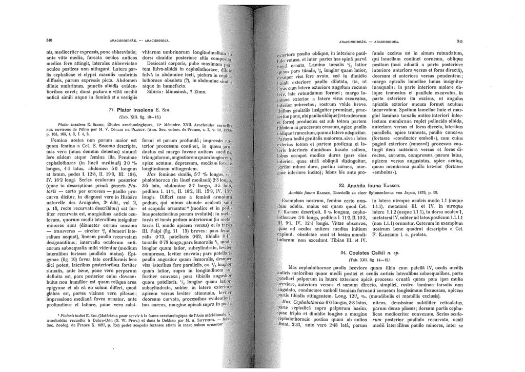 MO AHACI!NOIOJ!.l.it. --,\R,\CUNOIOE.\. AIIACIJNOIDC.\IL - AI\ACIINOWEA. 3-11 nis, mediocritcr expressis, pone ahbreviatis; ante vitta media, furcata oculos anticos medios fere attingi!