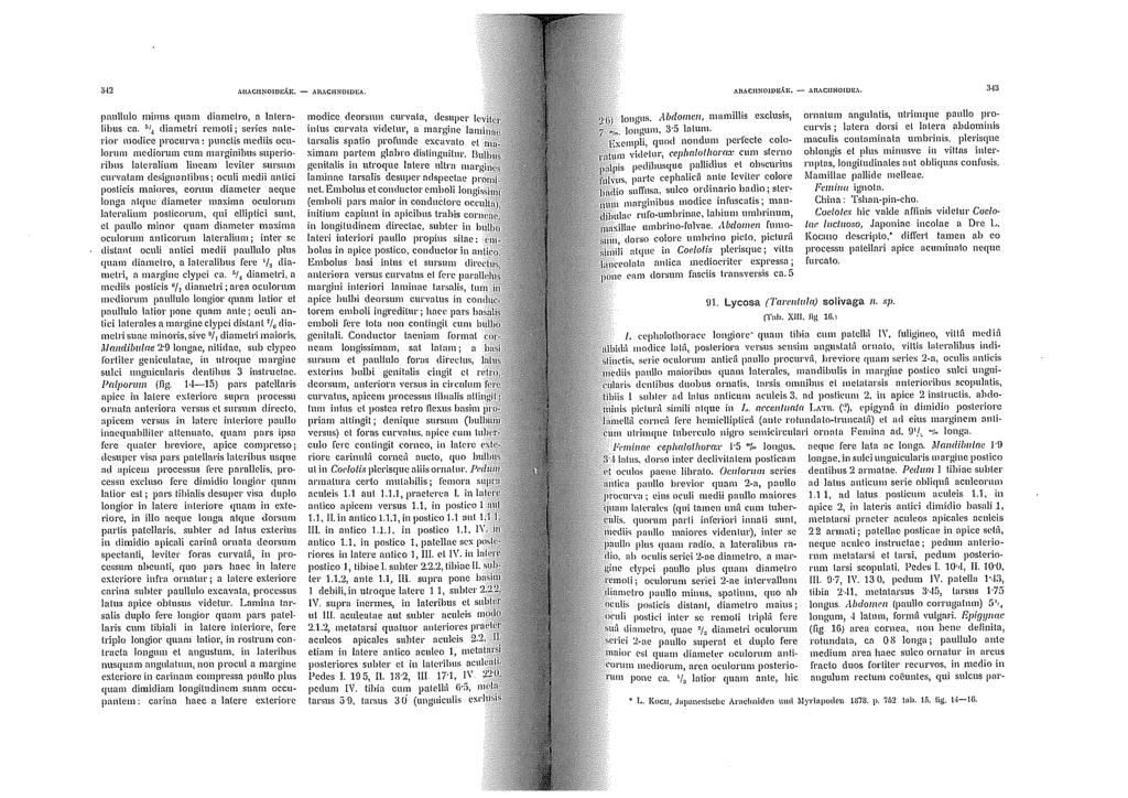ih2 o\l\acunoioe.\1\:, - o\!iacjinoidea. A!\ACJINOIJ)J;,\J{, - A!\ACIJNOJDU:A. 3 13 paullulo minns qumn diametro, n lnlcrnlibus ca. r.