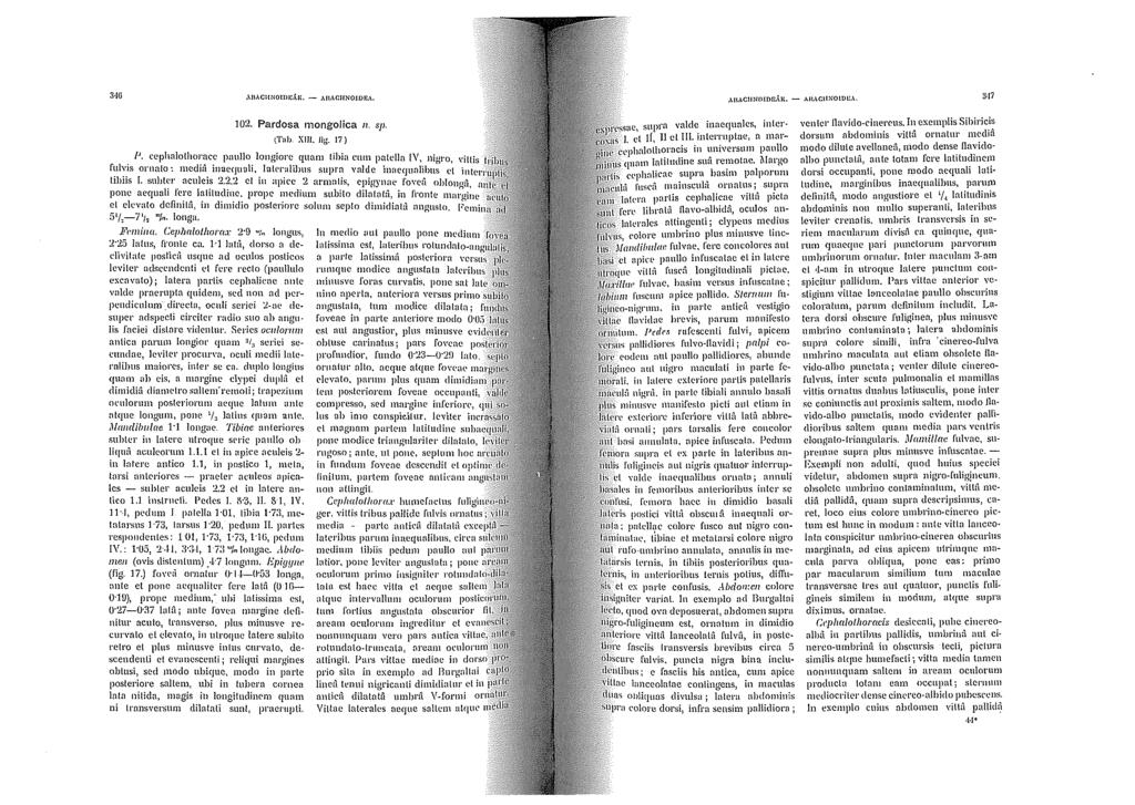 ,\1\ACIINOJDJ;,\Jl. - AIIACIINOIOEA.,\1\,\.CilNOJDI>,\];, - i\1\aciinoidj:a. ih7 102. Pardosa mongolica 11. sp. (T:tb_ Xlll. lìg. 17) P.