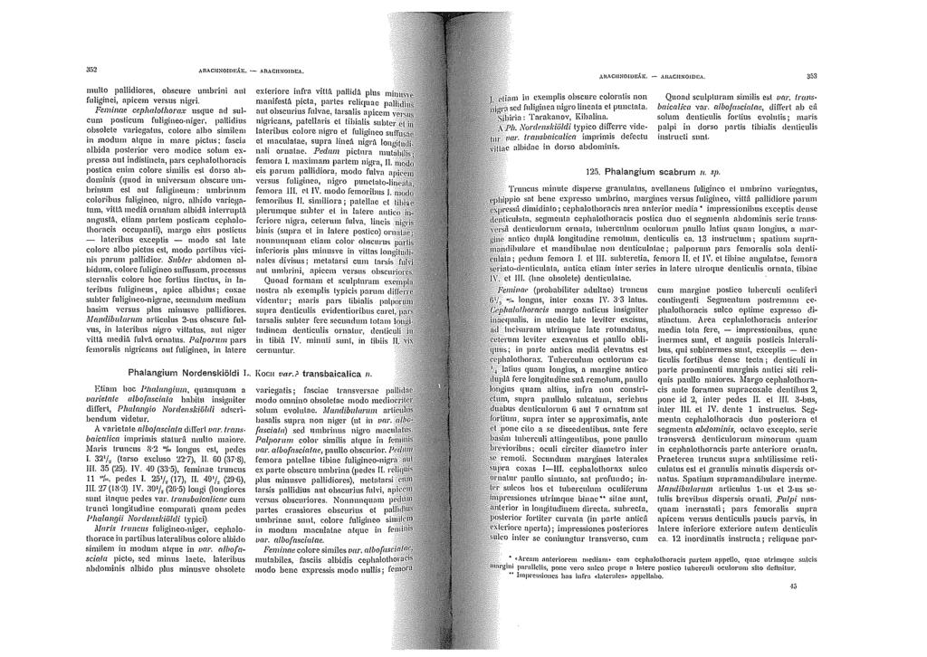 352 o\1\acuno!pi-:j.t;;. - Aflo\CIINOI!Hl,\. mullo pallidiores, ohscurc umhrinì aut fnliginci, apicem vcrs11s nigd. Feminae ceplwlolbora.