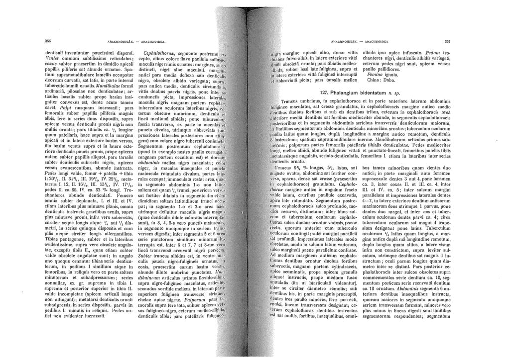 356 AltACIINOIOE.\IL - AI\ACIINOIOEA. dcnticuli inveniunlur paucissimi dispersi.