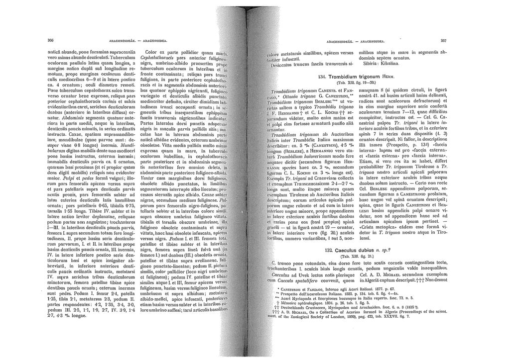 3GG AHACI!NOIDE,\1{. -,\1\ACliNOJI)EA. nnlicfi nlmndc, pone fora mina suprncoxnlin vero minus nlmnde dcnticulati.