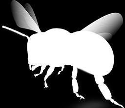 Az állati mérgek, így a méh méreg is toxikusak, a bennük levő toxinok egyúttal allergének is.