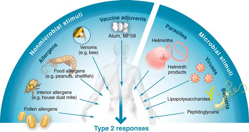 2 (Th2) típusú immunreakciót indukáló hatások B