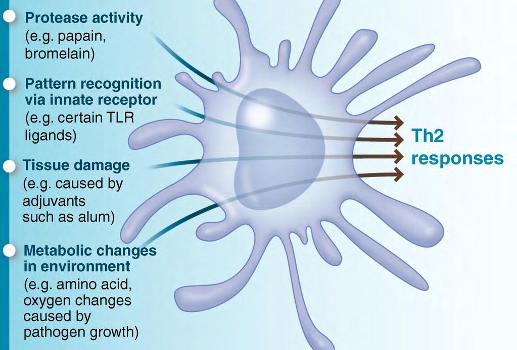 Fig. 2 Diverse mechanisms by which the innate immune system senses type 2