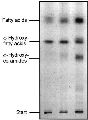 Epidermális lipidek atópiás dermatitisben az epidermis össz-lipid tartalma kb.