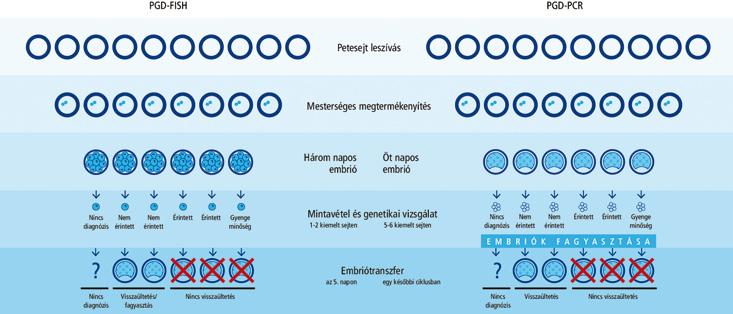 MAGYAR HEMOFÍLIA EGYESÜLET HEMOFÍLIA FÜZETEK 2018. MÁRCIUS V. Terhesség alatti kontroll genetikai vizsgálat (Istenhegyi Géndiagnosztikai Centrum) Terhesség esetén javasolt a 12.