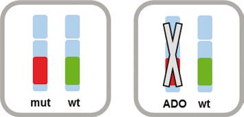 Preimplantációs Genetikai Diagnosztika A- és B típusú hemofíliában Allékiesés (ADO) PCR alapú PGD vizsgálatok esetében, amikor minimális mennyiségből kiindulva kell felsokszorozni a vizsgálandó