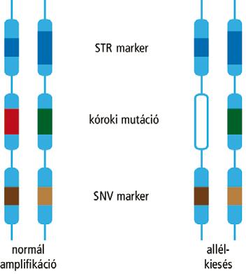 MAGYAR HEMOFÍLIA EGYESÜLET HEMOFÍLIA FÜZETEK 2018. MÁRCIUS Haplotípus analízis Az allélkiesés nem marad észrevétlenül, ha az embriókon haplotípus analízist végzünk.