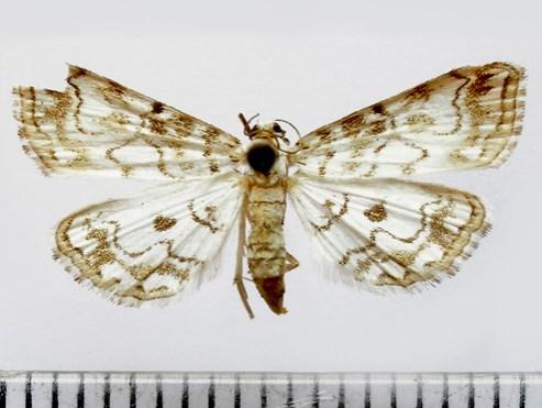 Adult of Pyrausta castalis (4) from Pécs (29.08.1949) and habitat in Mecsek Mountains (5) Megjegyzés: A magyar lepkefauna adatbázis topikja című fórumon E.