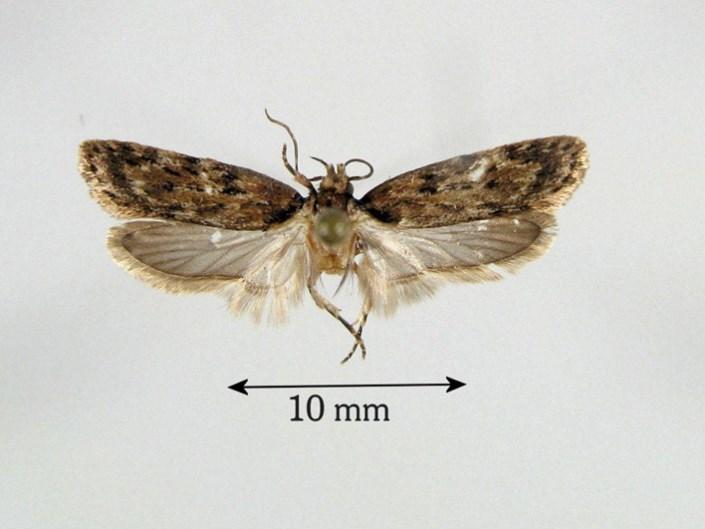 4 Fazekas & Schreurs: Depressaria ululana Rössler, 1866 1 2 1 3 ábra. Drepressaria ululana: 1) imágó (Dombóvár), 2) -genitália (részlet: ostium et antrum ), F-Pyrenées Orientales (R. Terry & M.