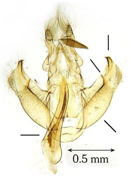 Corley 1 ), 3) -genitalia (H-Dombóvár, gen. prep. 1176) 1) http://www.dissertationgroup.co.uk/page2643.html 3 4 2012). Több fajnak csupán 1 3 magyarországi lelőhelyét ismerjük (pl.