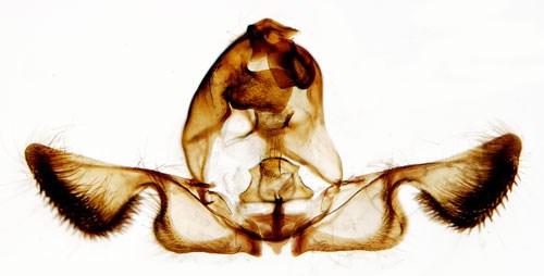 se/en/svenska_fjarilar/g/gravitarmata_margarotana.