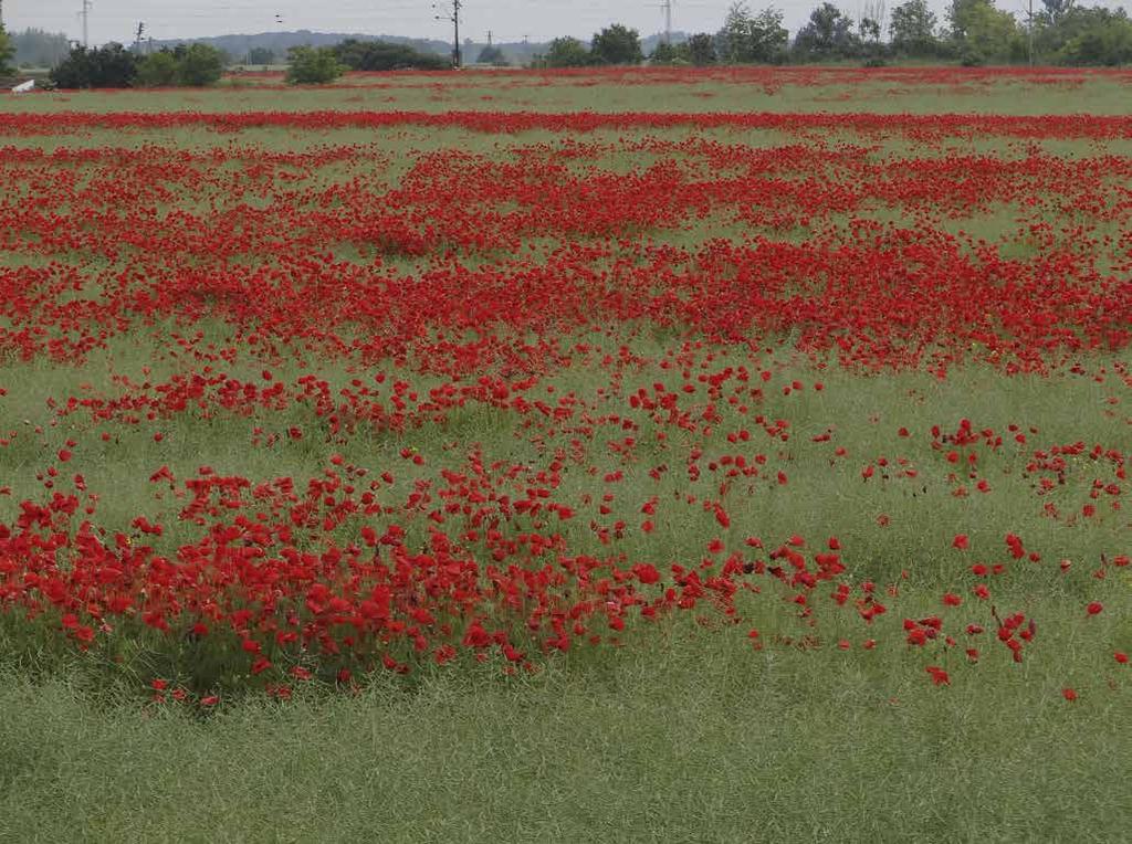2 3 A REPCE TAVASZI GYOM PROBLÉMÁI DOW AGRO MEGOLDÁSOK 2. kép: Galera hatása mezei acat ellen a 33 napon sok ellen (pl.