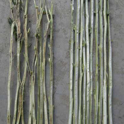 43 43 43 42 4 41 4 4173 4369 1 kg N UAN 1 kg N UAN + N-Lock 2,5 l 4261 11+ kg N UAN A talajban a növény rendelkezésére álló több felvehető nitrogén hatására nagyobb biomassza tömeg képződik, ami több