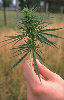 Cannabis származékok I.