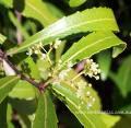 Khat:a Catha edulis
