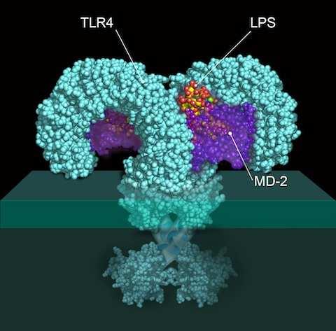 Bruce Alan Beutler Toll-like receptor 4 (TLR4)