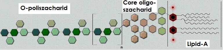 A bakteriális lipopoliszacharid (LS) molekula szénhidrát régió lipid régió S-típusú